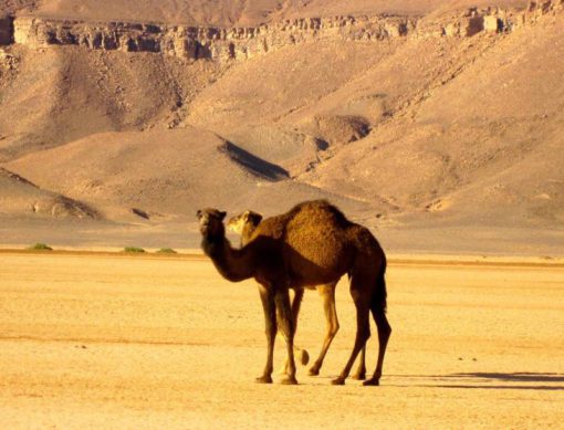 Excursiones desierto Marruecos Rutas por Marruecos